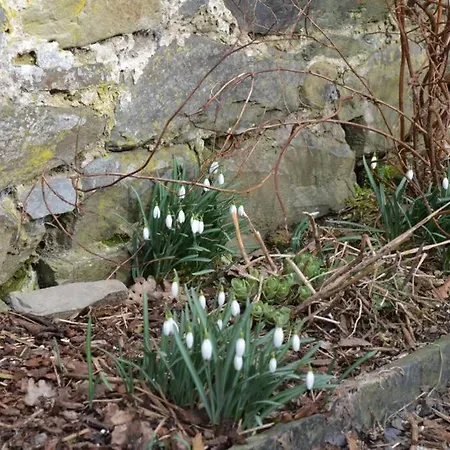 La Cense Du Vieux Frene *