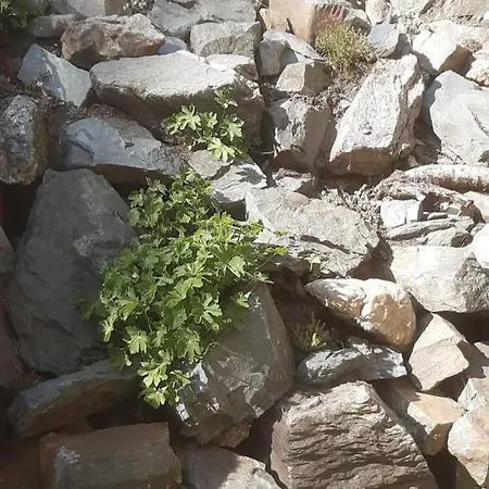 Feriehus La Cense Du Vieux Frene