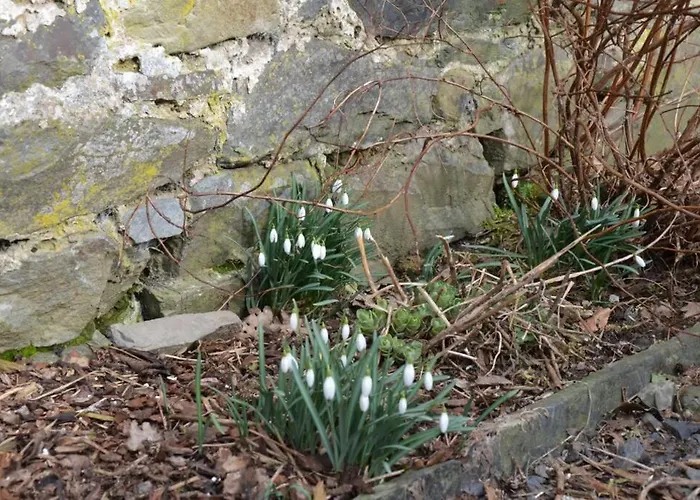 La Cense Du Vieux Frene *
