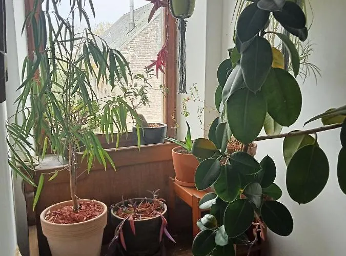 Vakantiehuis La Cense Du Vieux Frene