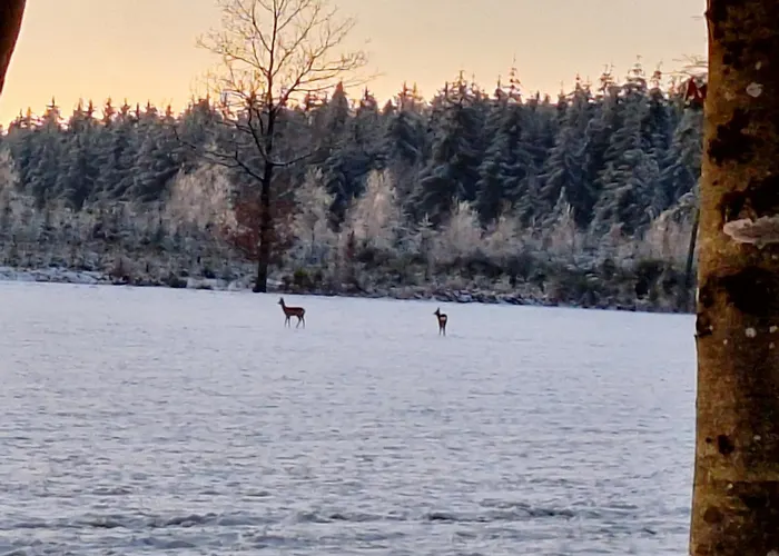 Vakantiehuis La Cense Du Vieux Frene Sainte-Ode